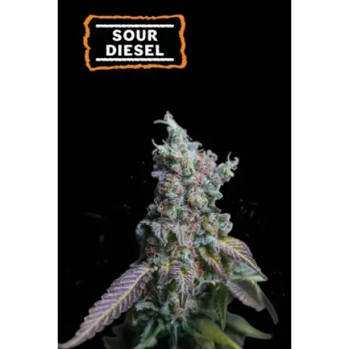Sour Diesel Auto (5 semen), Seedstockers