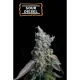 Sour Diesel Auto (5 semen), Seedstockers