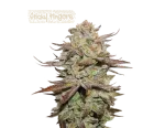 Sticky Fingers Auto (5 semen), Seedstockers