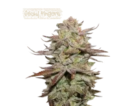 Sticky Fingers Auto (5 semen), Seedstockers
