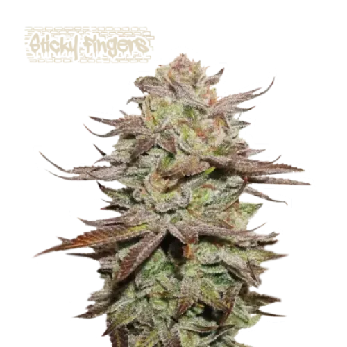 Sticky Fingers Auto (5 semen), Seedstockers