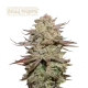 Sticky Fingers Auto (5 semen), Seedstockers