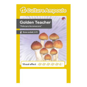 Magic Mushrooms, Golden Teacher tekoča kultura