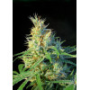 Psicodelicia (3 semena + 1 gratis), Sweet Seeds