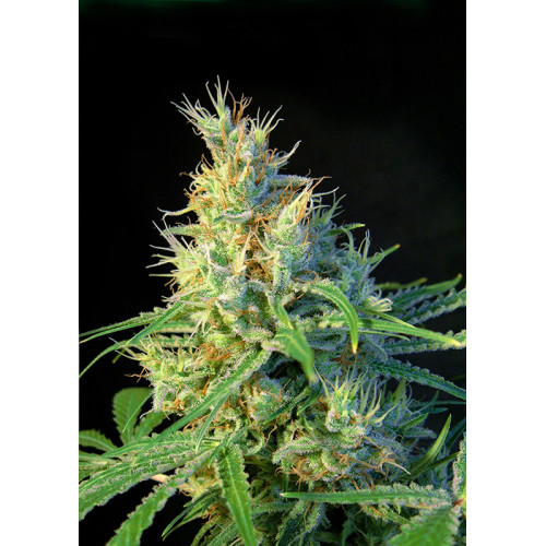 Psicodelicia (3 semena + 1 gratis), Sweet Seeds