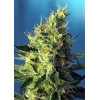 Sweet Pure CBD (3 semena + 1 gratis), Sweet Seeds