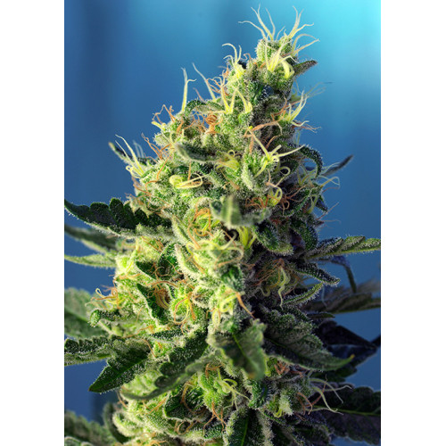 Sweet Pure CBD (3 semena + 1 gratis), Sweet Seeds