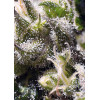 Cream Caramel Auto (3 semena + 1 gratis), Sweet Seeds