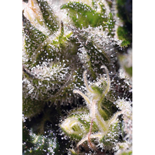 Cream Caramel Auto (3 semena + 1 gratis), Sweet Seeds