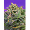 Sweet Cheese Fast Version (3 semena + 1 gratis), Sweet Seeds