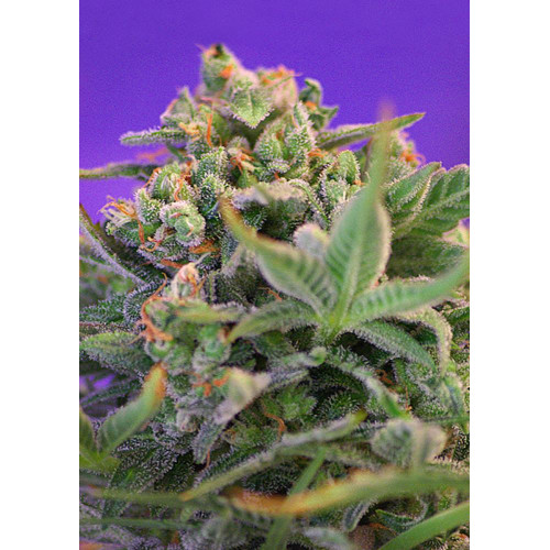 Sweet Cheese Fast Version (3 semena + 1 gratis), Sweet Seeds