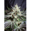 Black Jack (3 semena + 1 gratis), Sweet Seeds